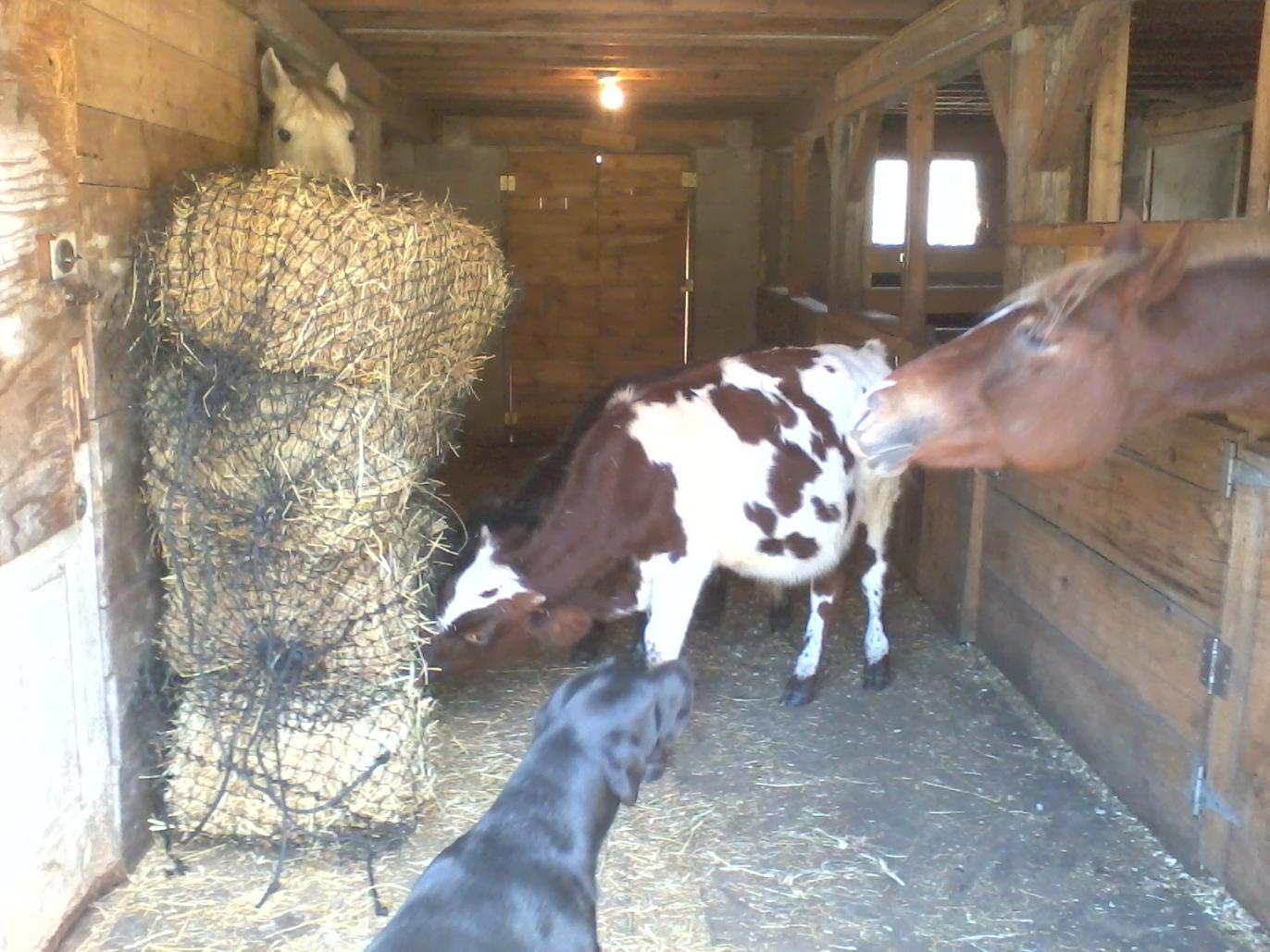 Farmed And Dangerous Slow Feed Hay Nets